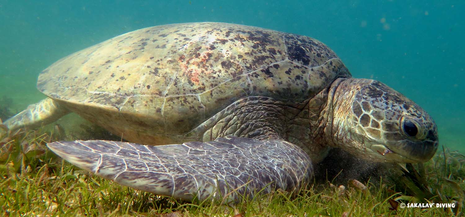 snorkeling avec tortue verte à Nosy Be